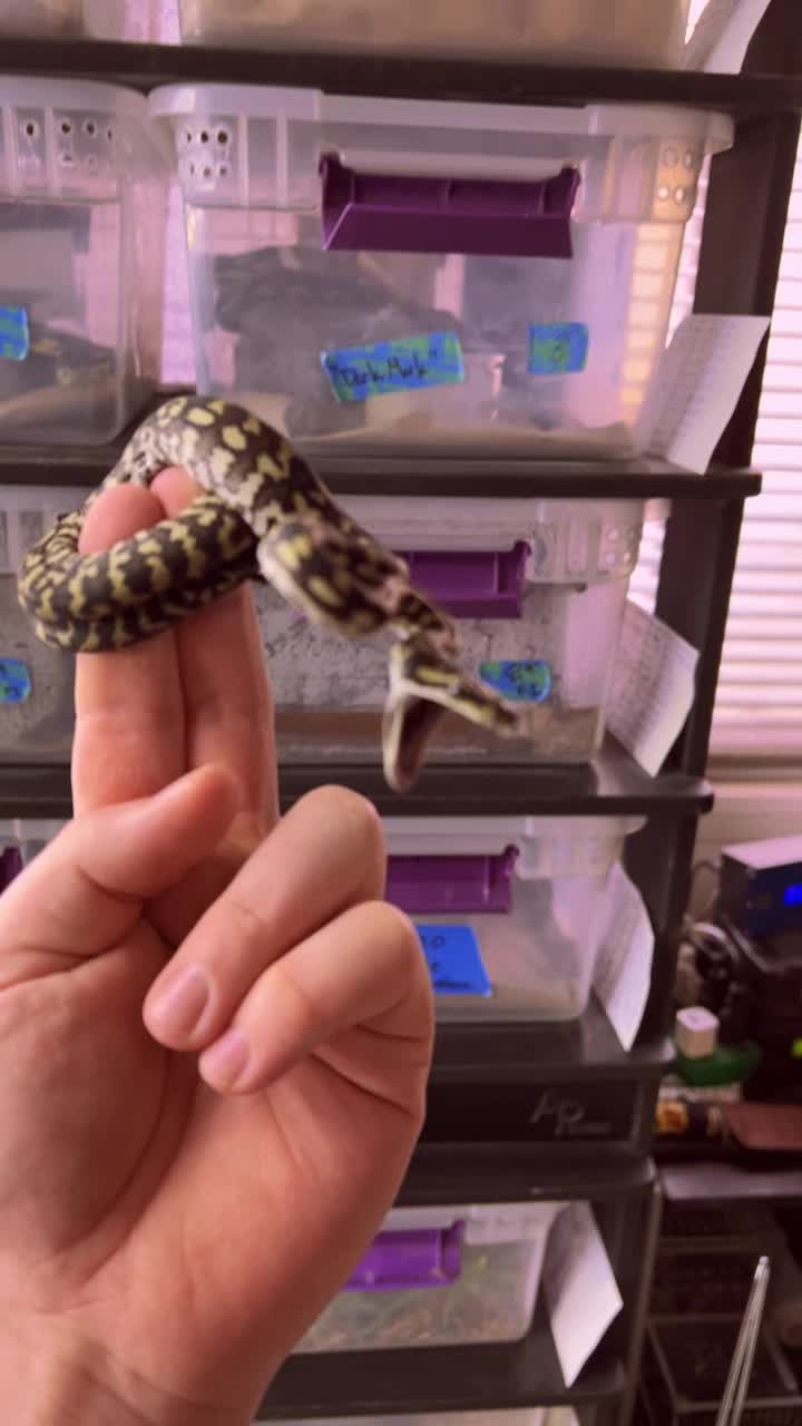 @rileys_reptiles