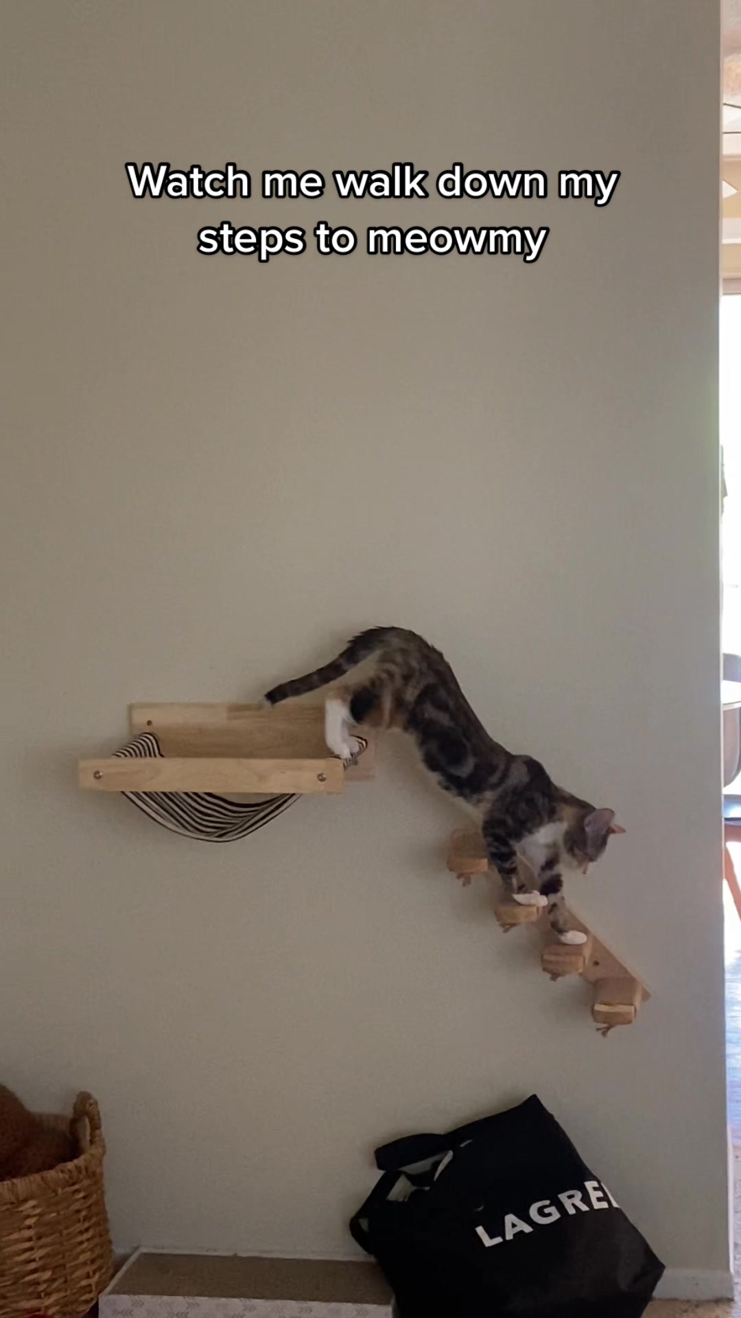 @Cat videos