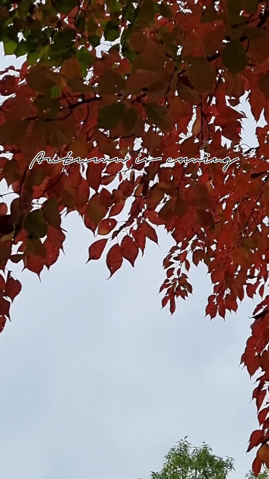 @히봉_보로봉봉