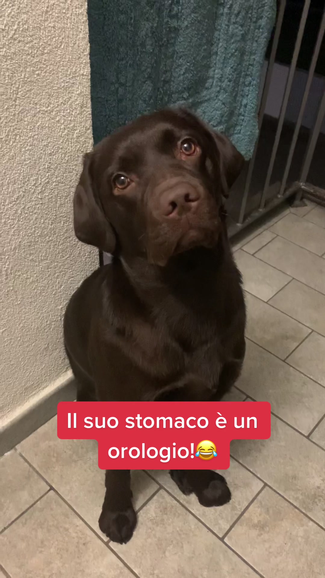 @joy_thechocolatelab