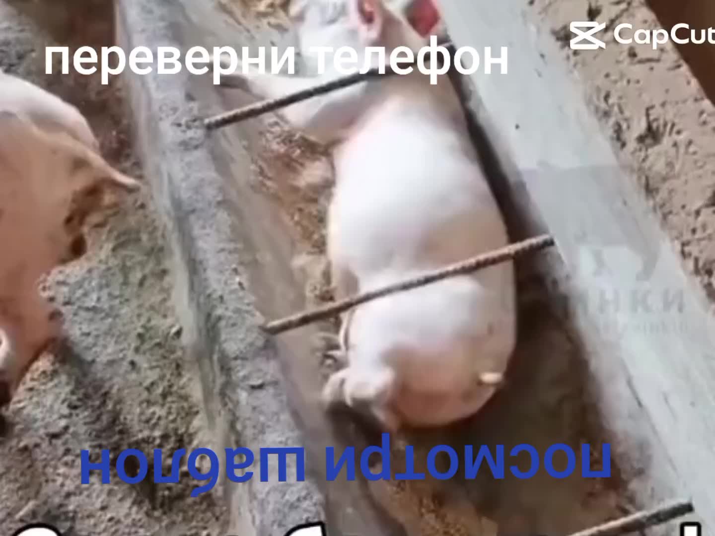 @NvidivskAя БЕШАСТЬ🫘🫘🫘