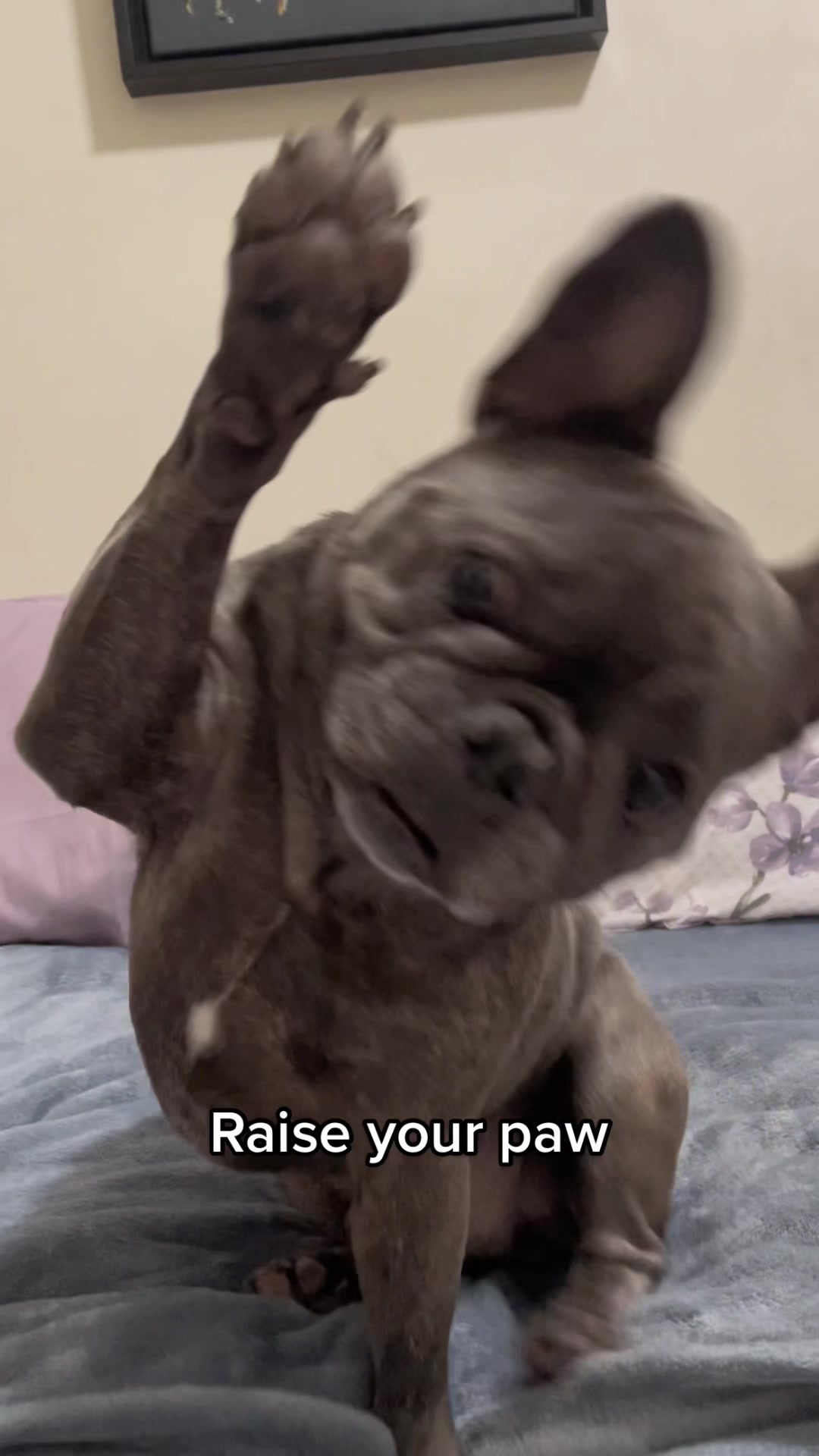 @Winston & Charlie 🐾