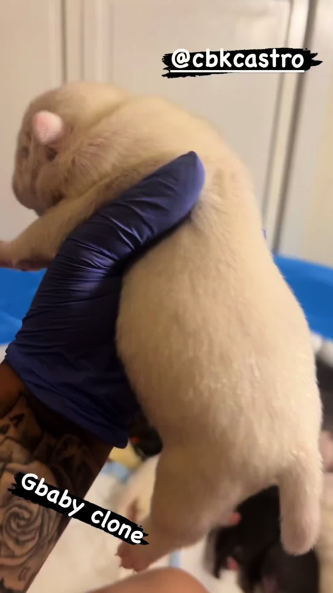 @Grimey Bullys 🐾🦴