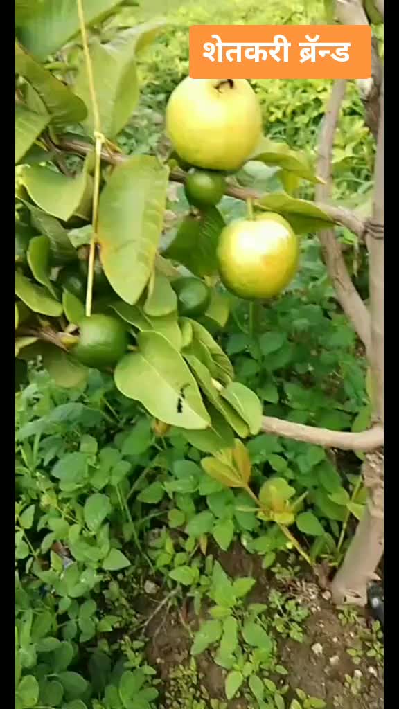 @www.shailashinde.in