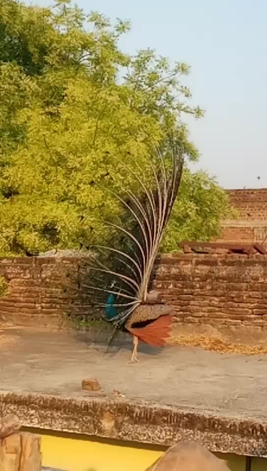 @kushwaha ji