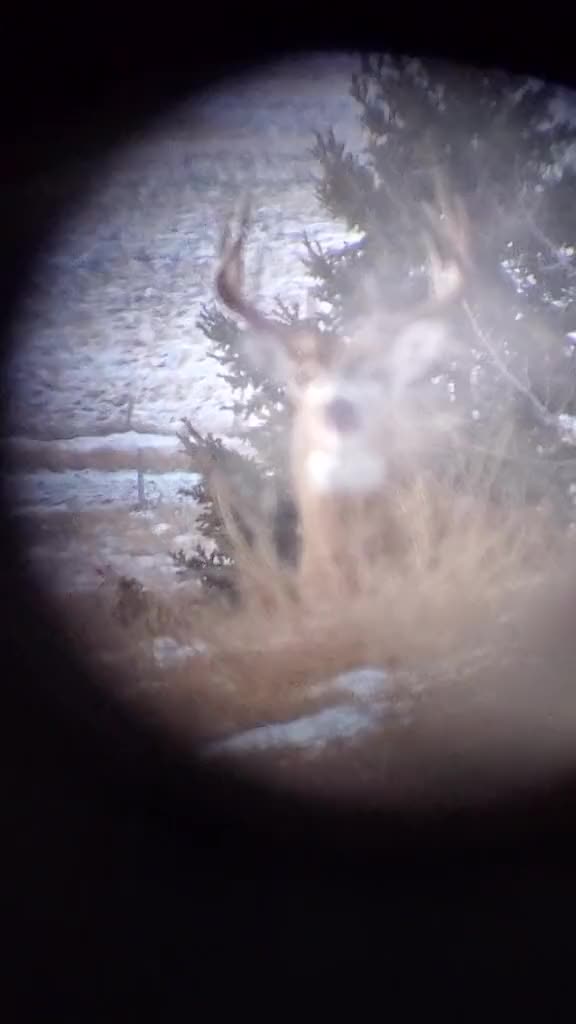 @ddwildhunts