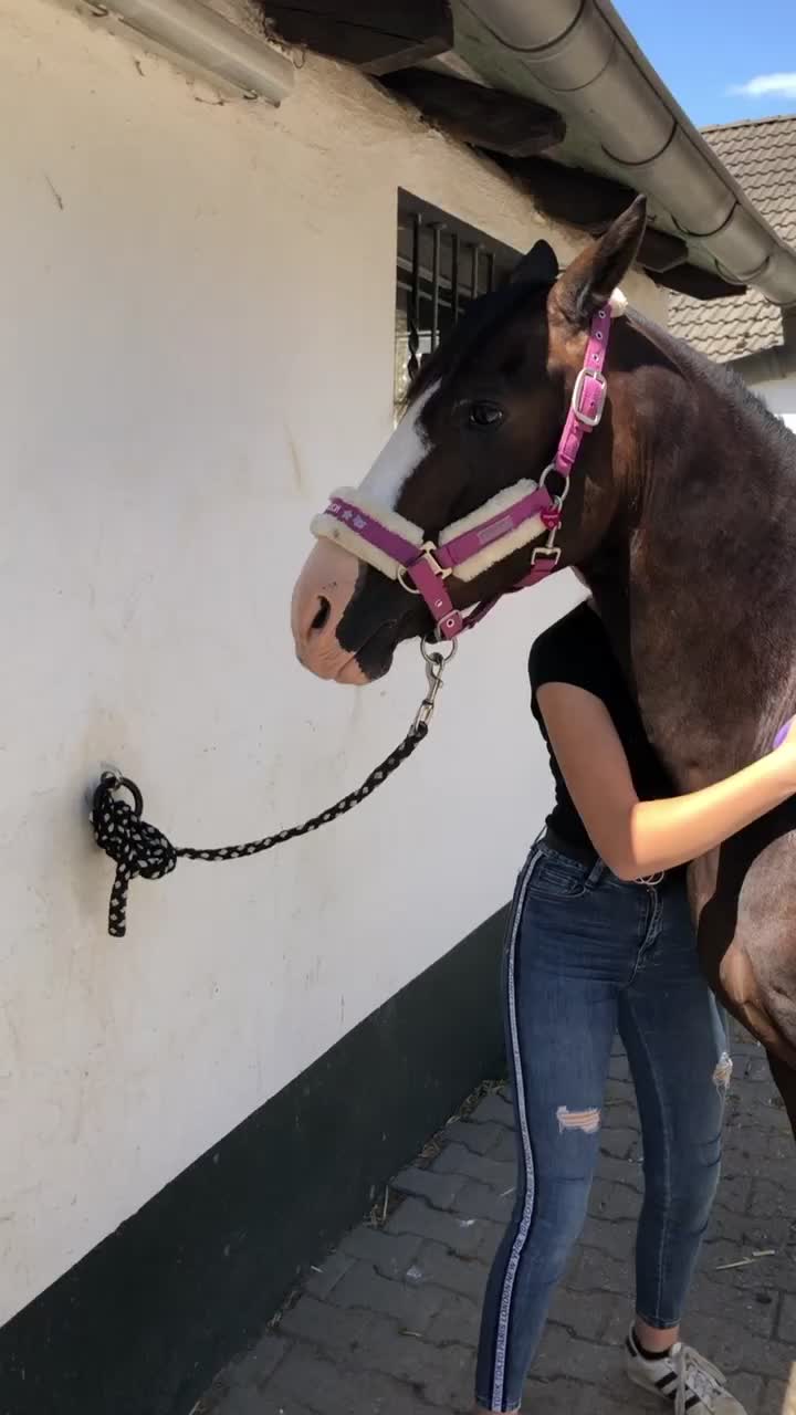 @Dressurpony🐴