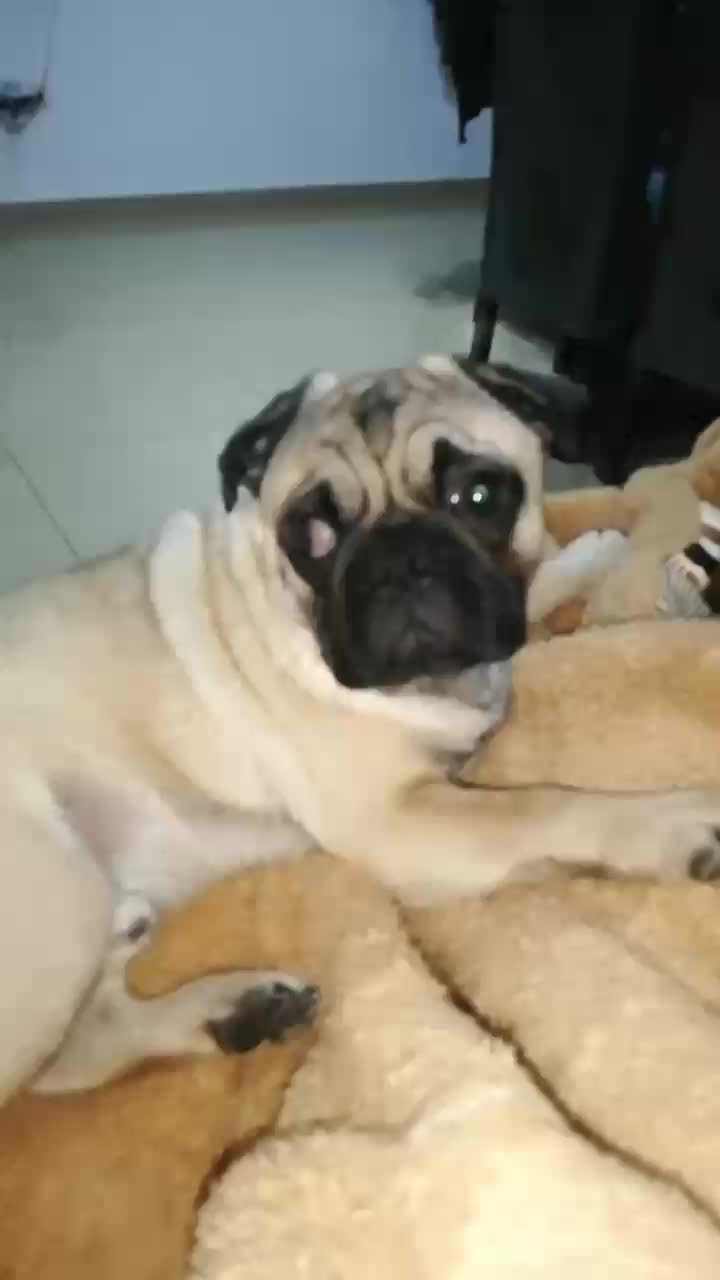 @Norka Elizabeth The Pug