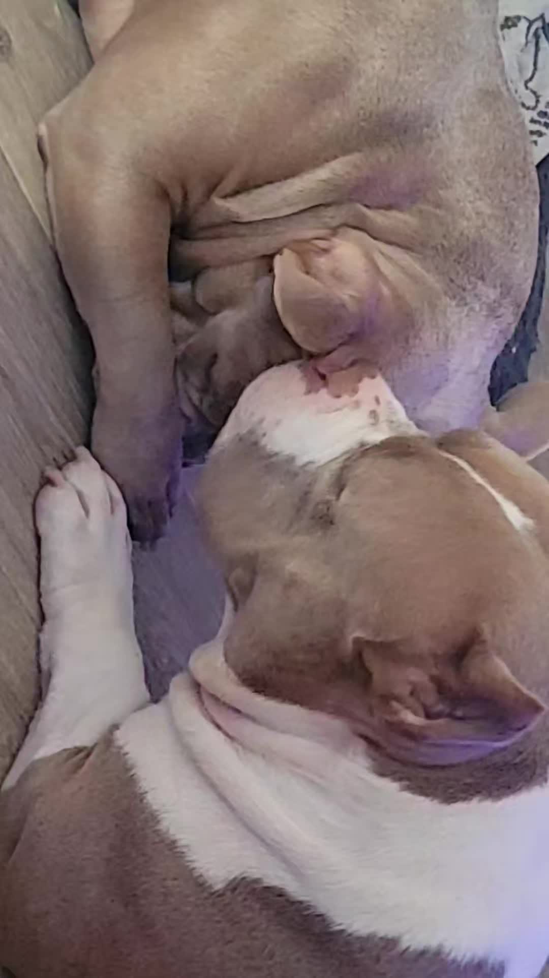 @🐾BULLY💗MOM🐾