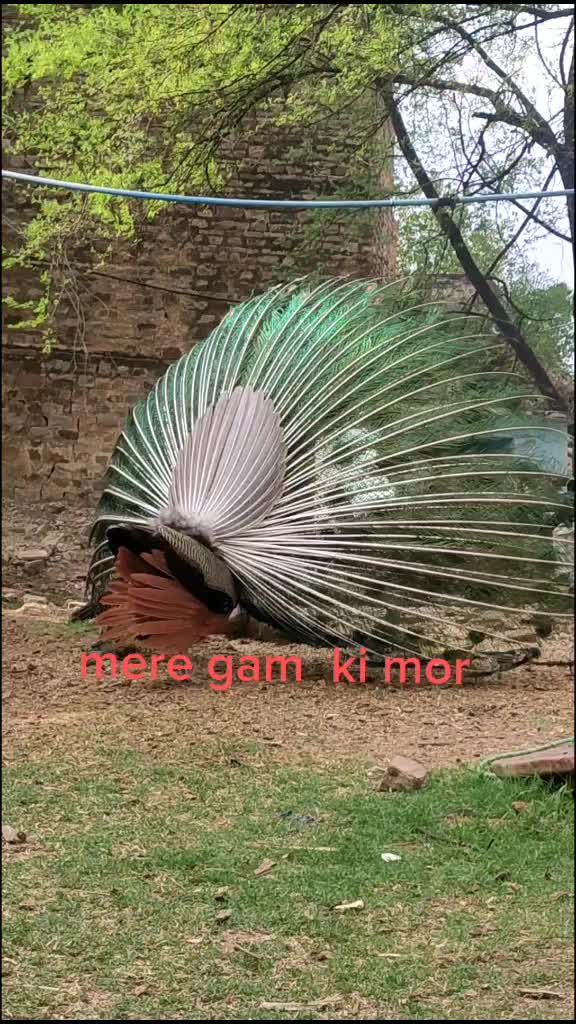 @pandit boy