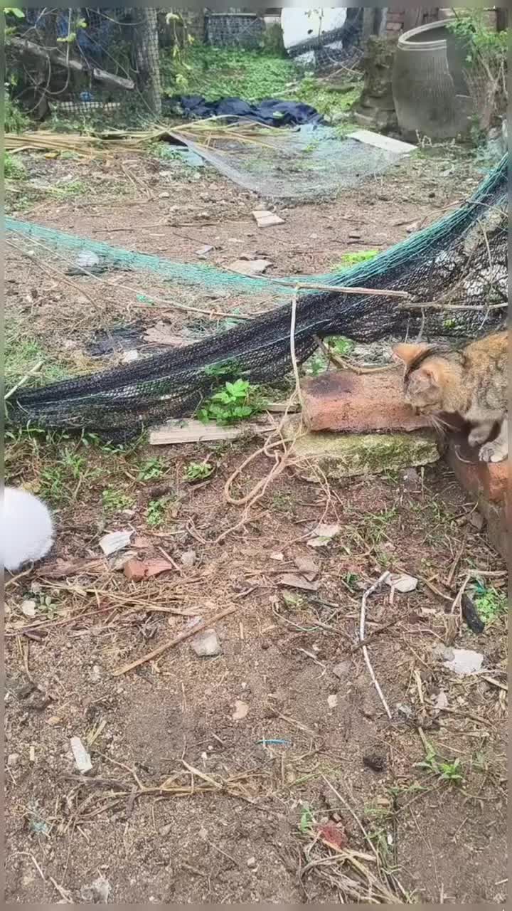 @healing pet