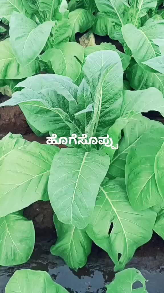 @Santhu shaiva