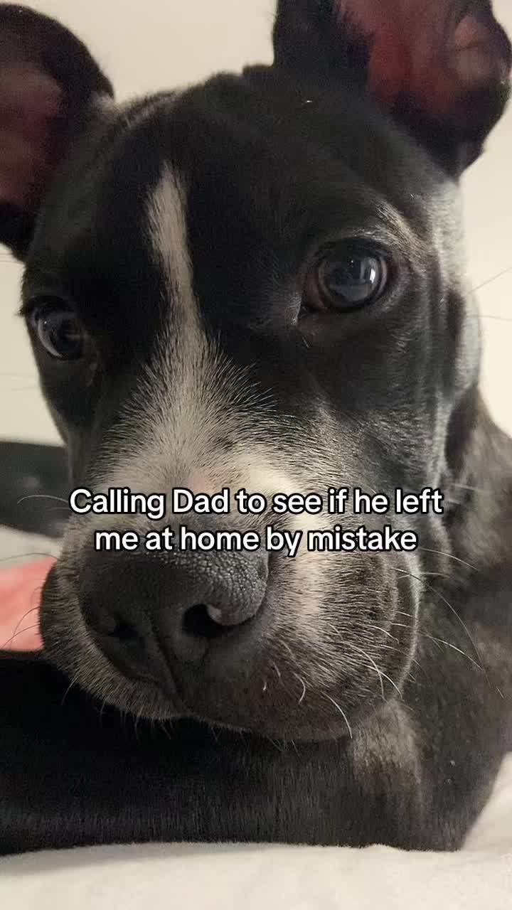 @Acebully