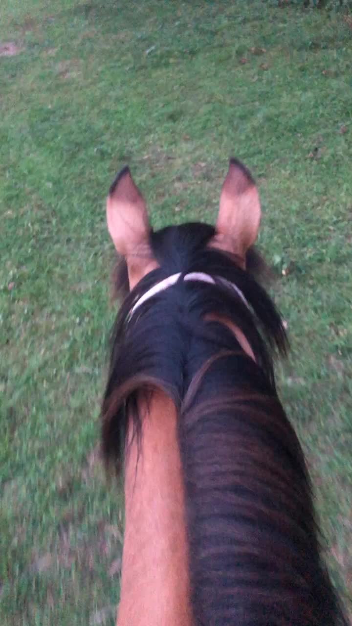 @My horse life❤️