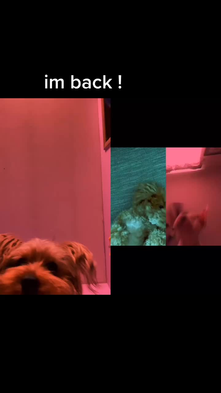@tedtheyorkie