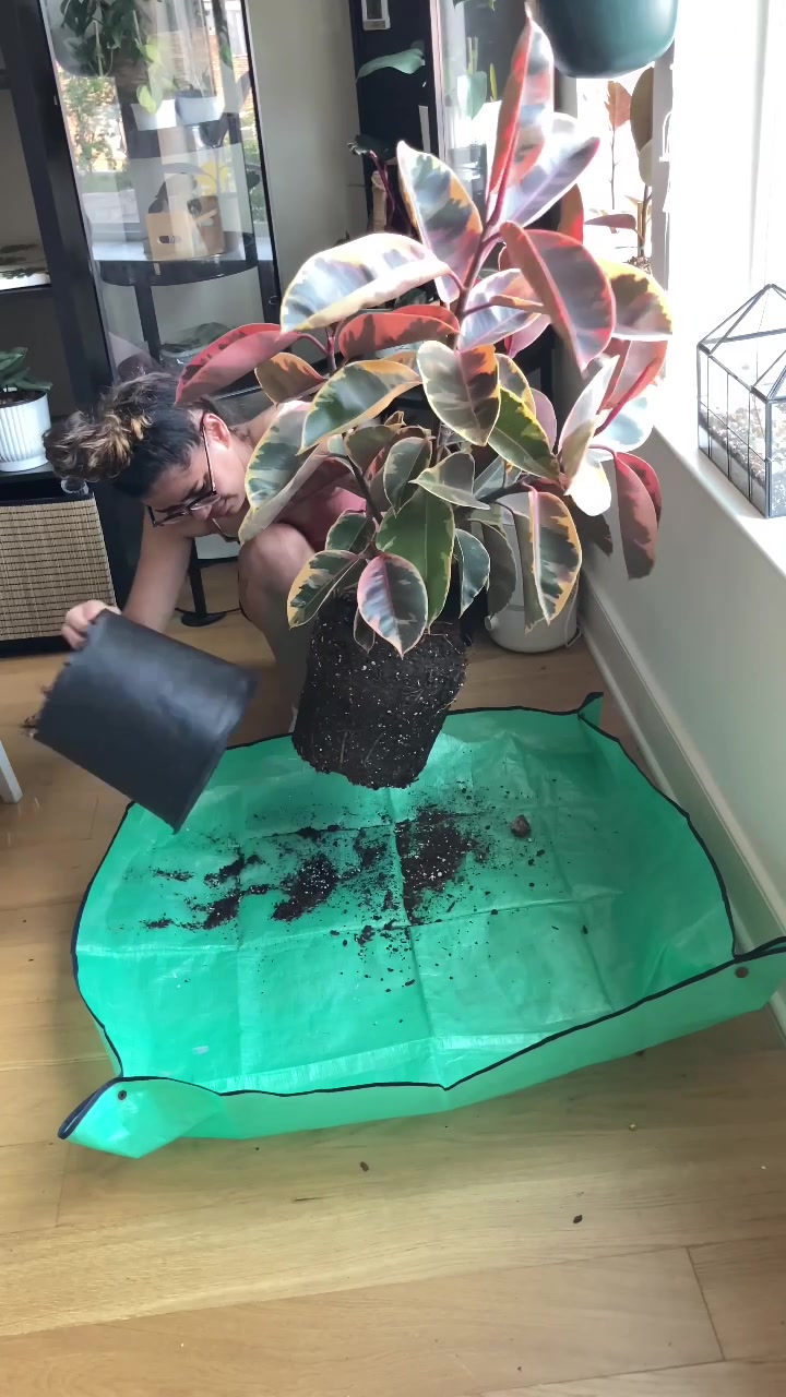 @Plantiiplants