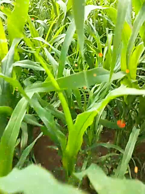 @Ramesh Vellasamy