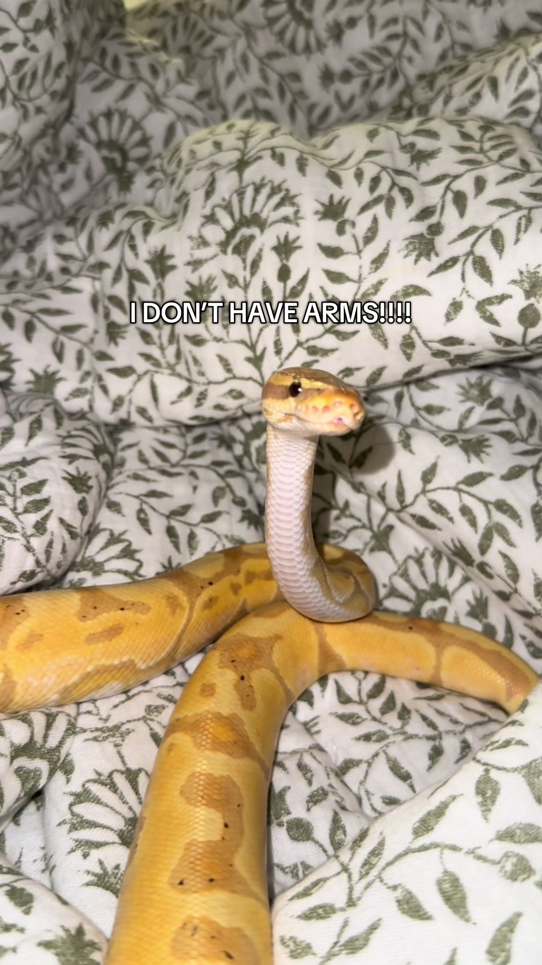 @Repti.snoot