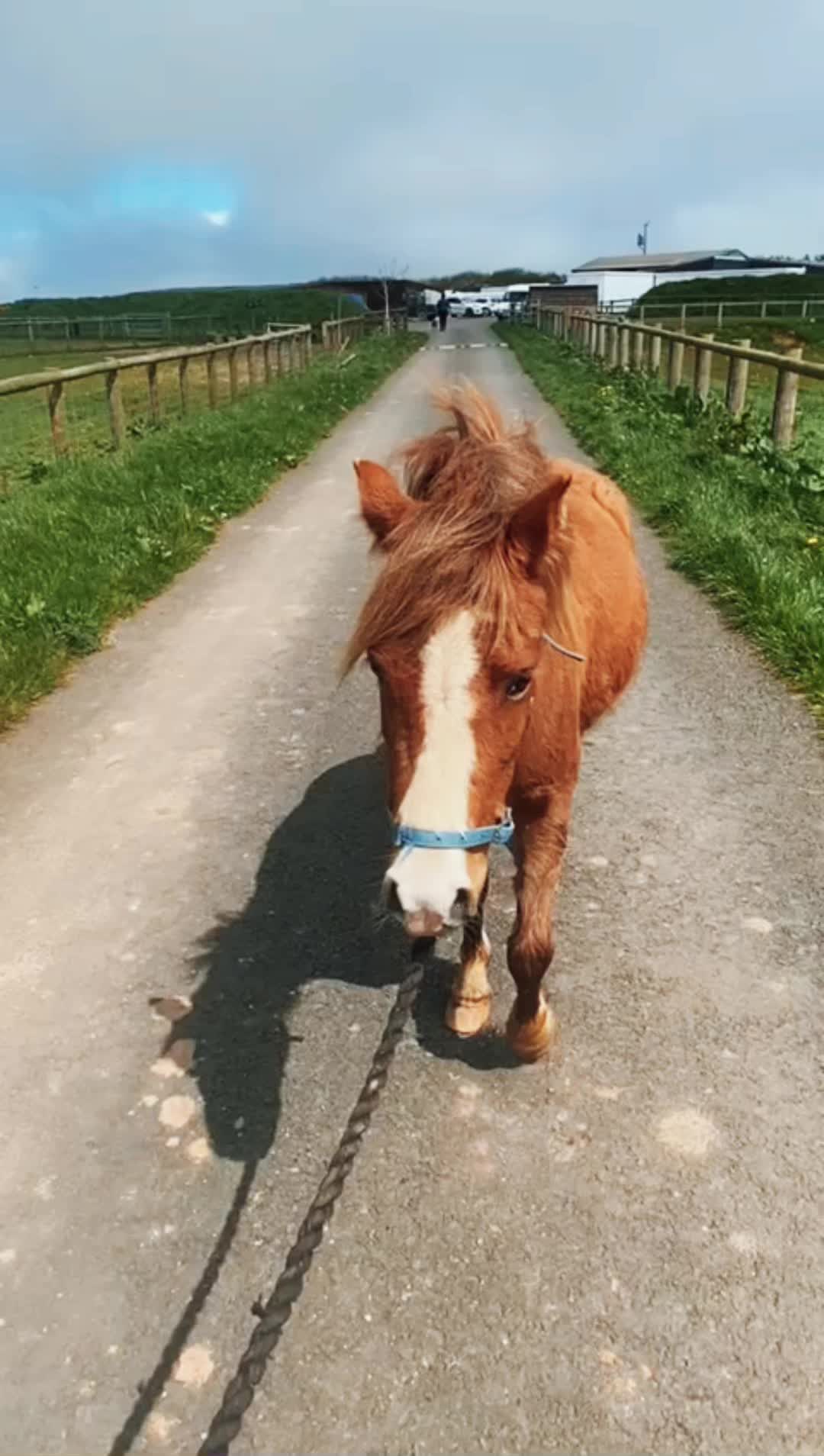 @Greenacres Rescue