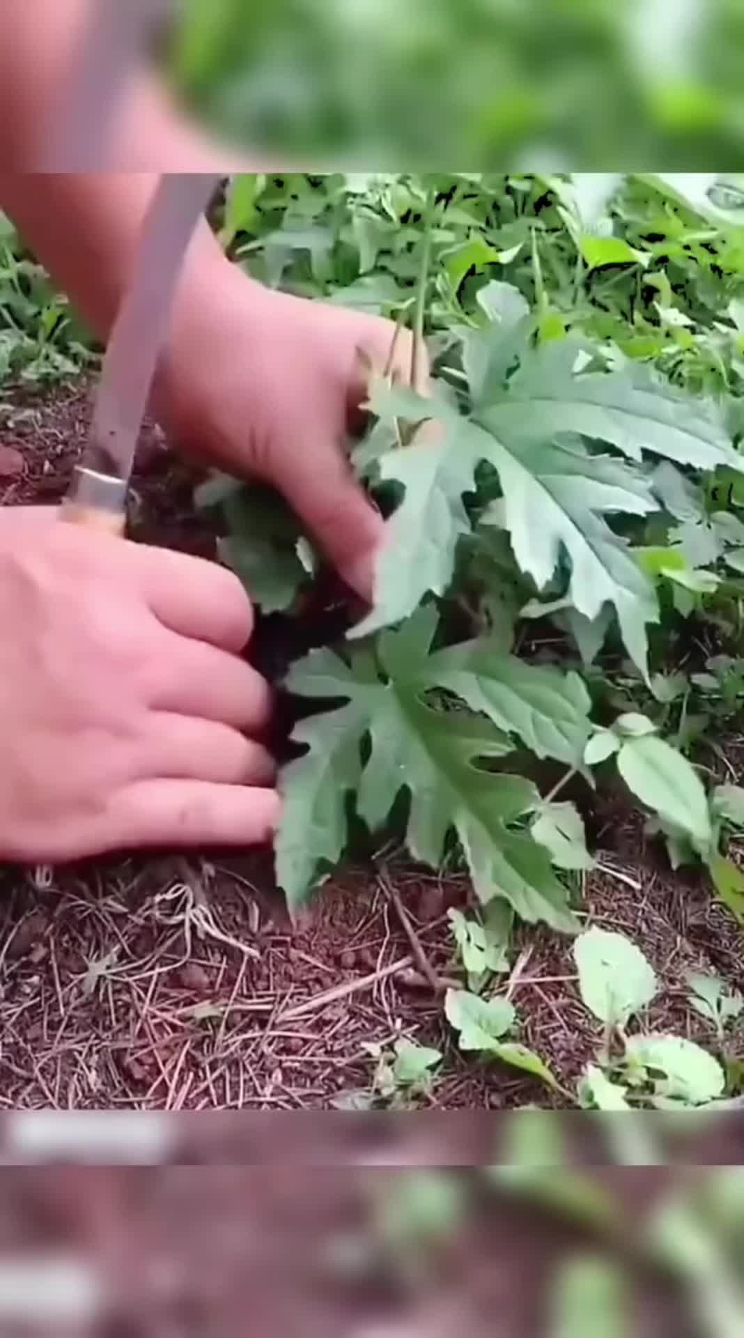 @Mukhiya ko chori