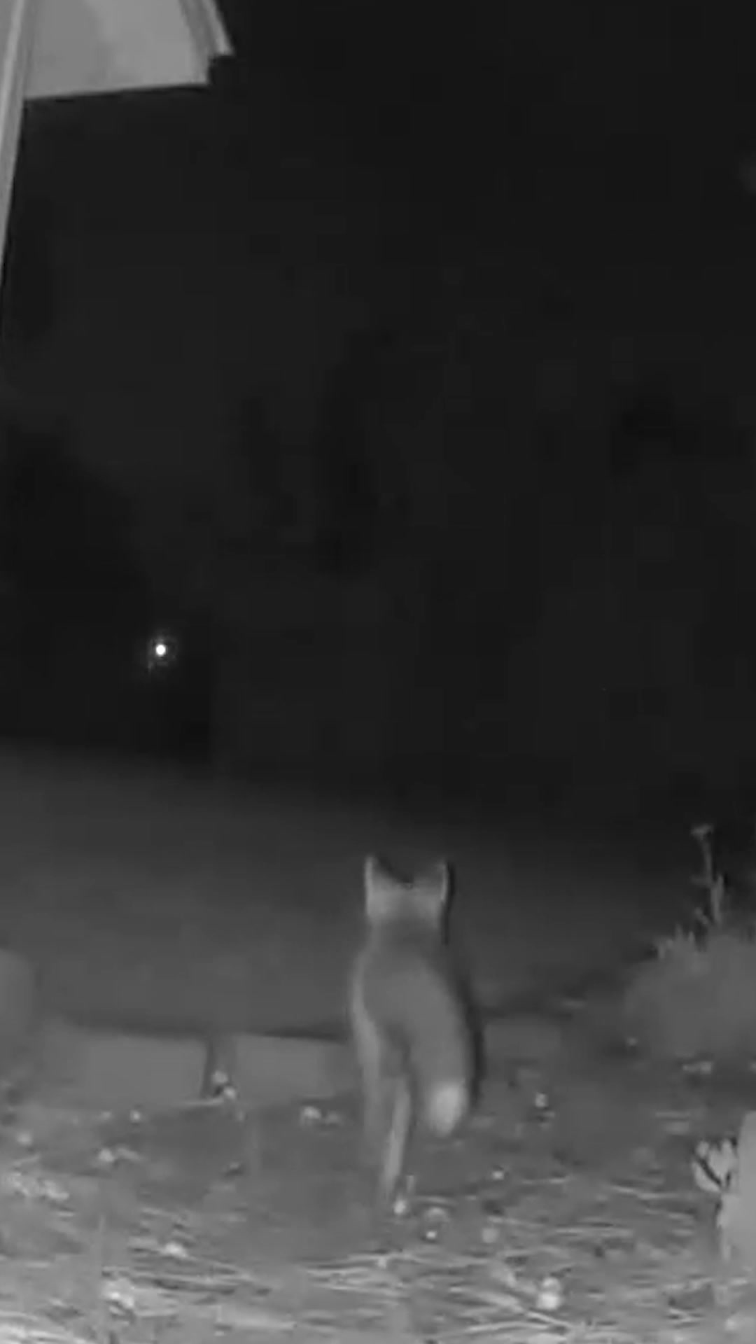 @F🦊XSEE👀Footage🎞️