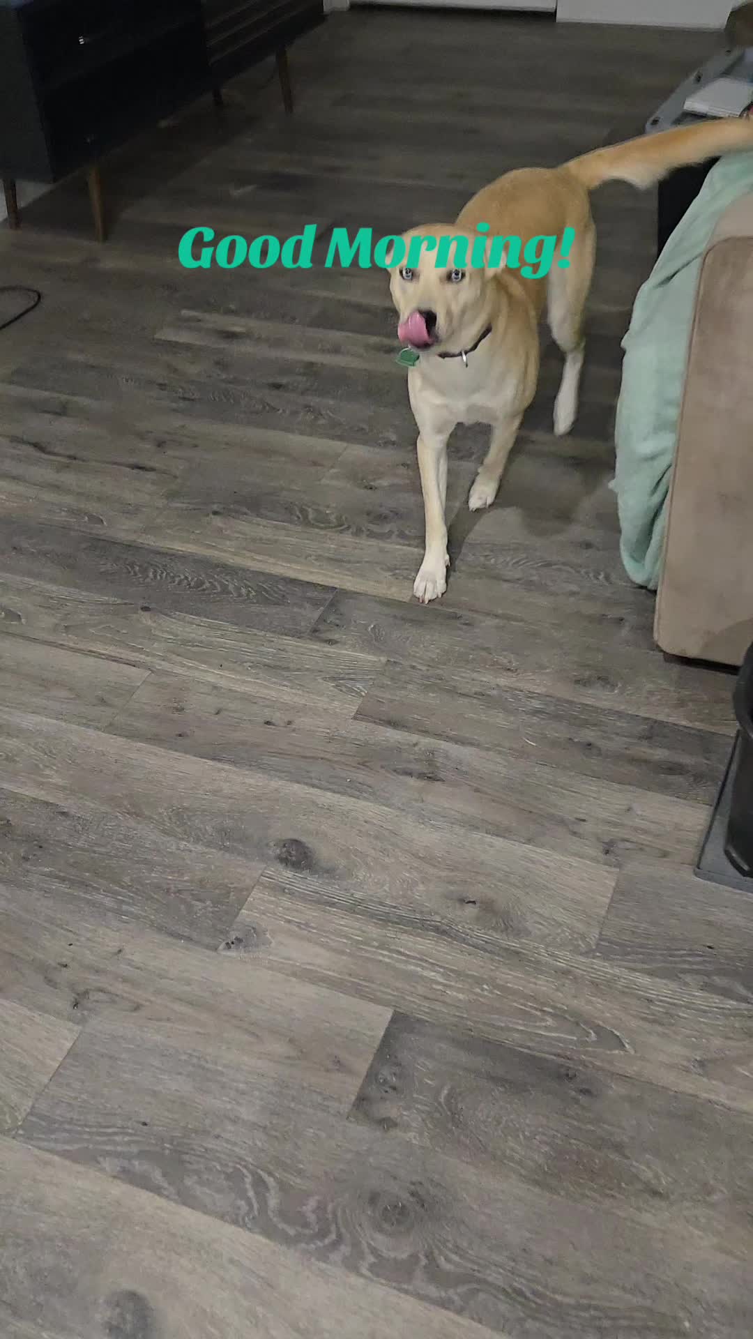 @Bella the Pup