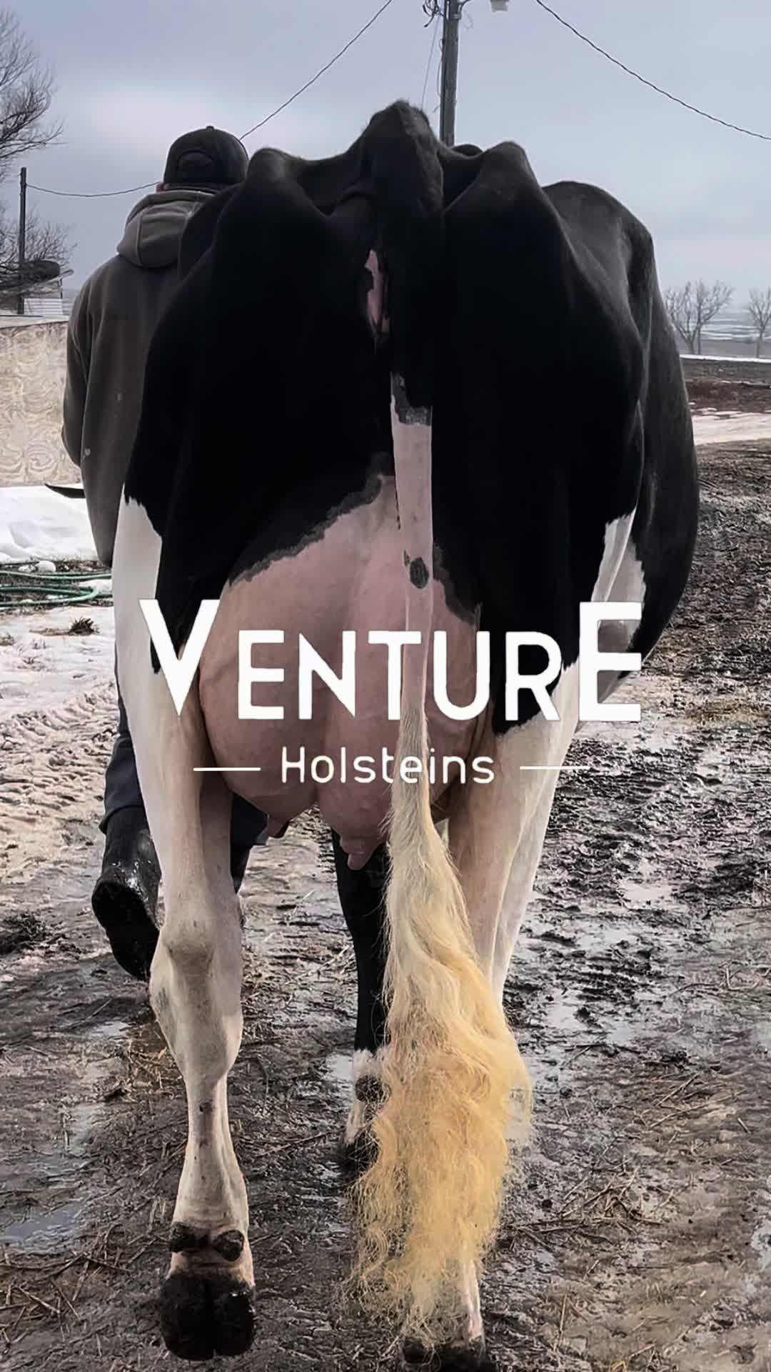 @Venture Holsteins