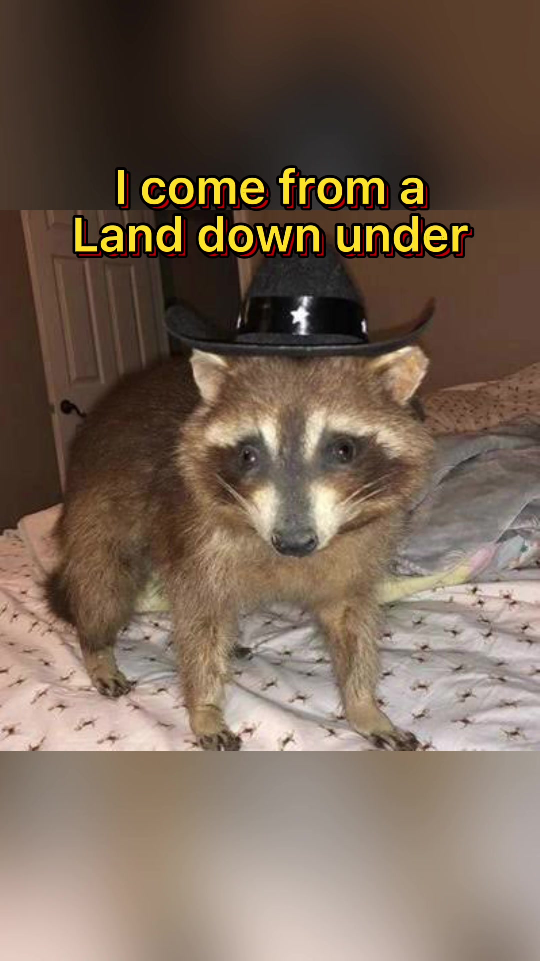 @Raccoon Music Videos