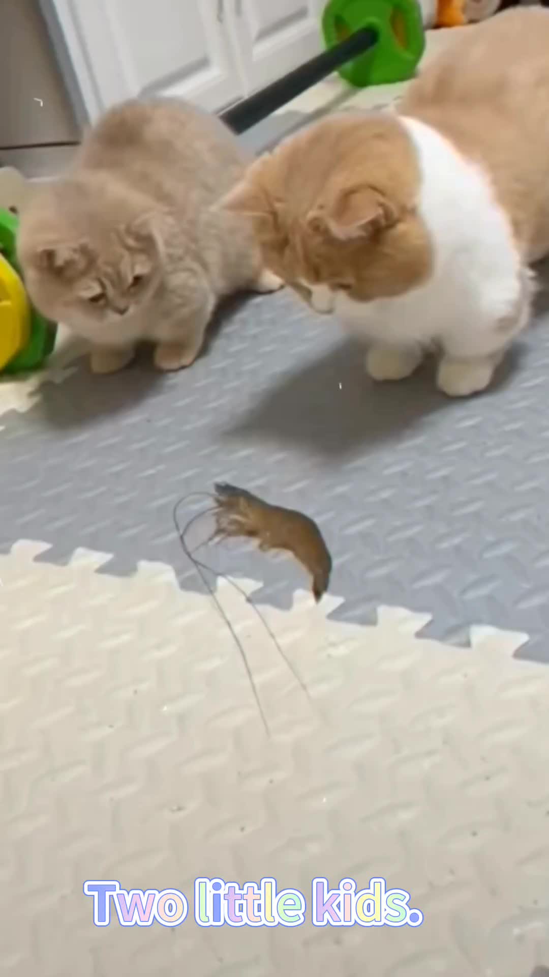@xiaotwile3t