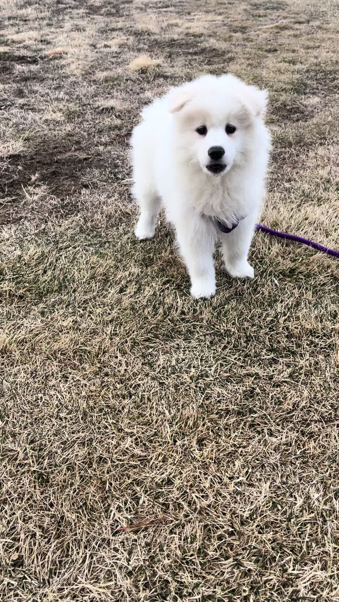 @Luna The Samoyed
