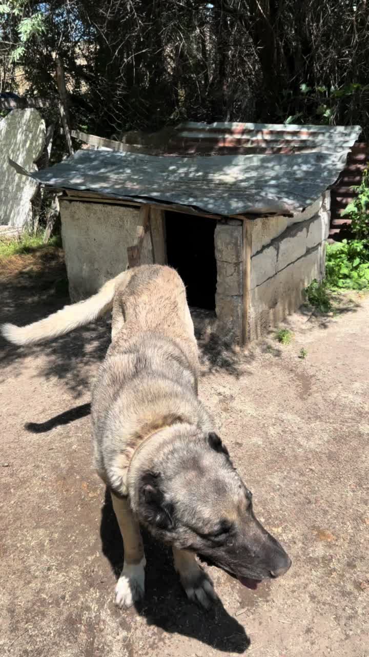 @Sivas Aslanları 🦅