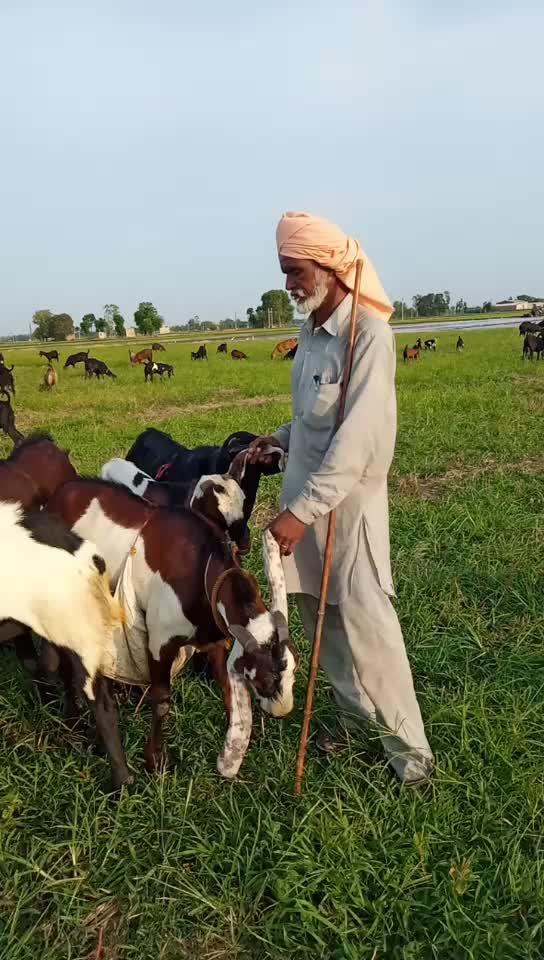 @Lovepreet Singh lavi