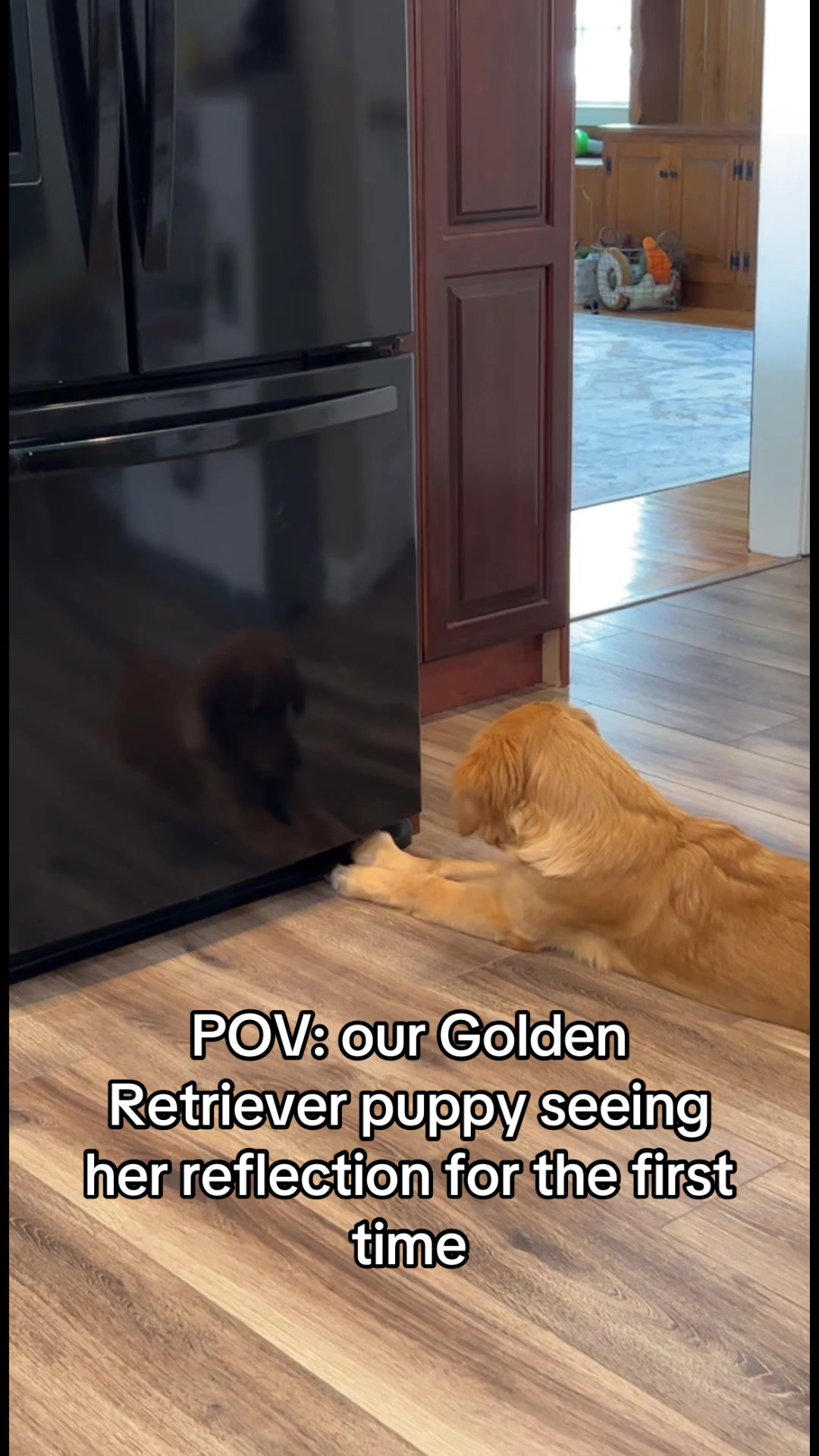 @Adventures of Gunner & Cookie