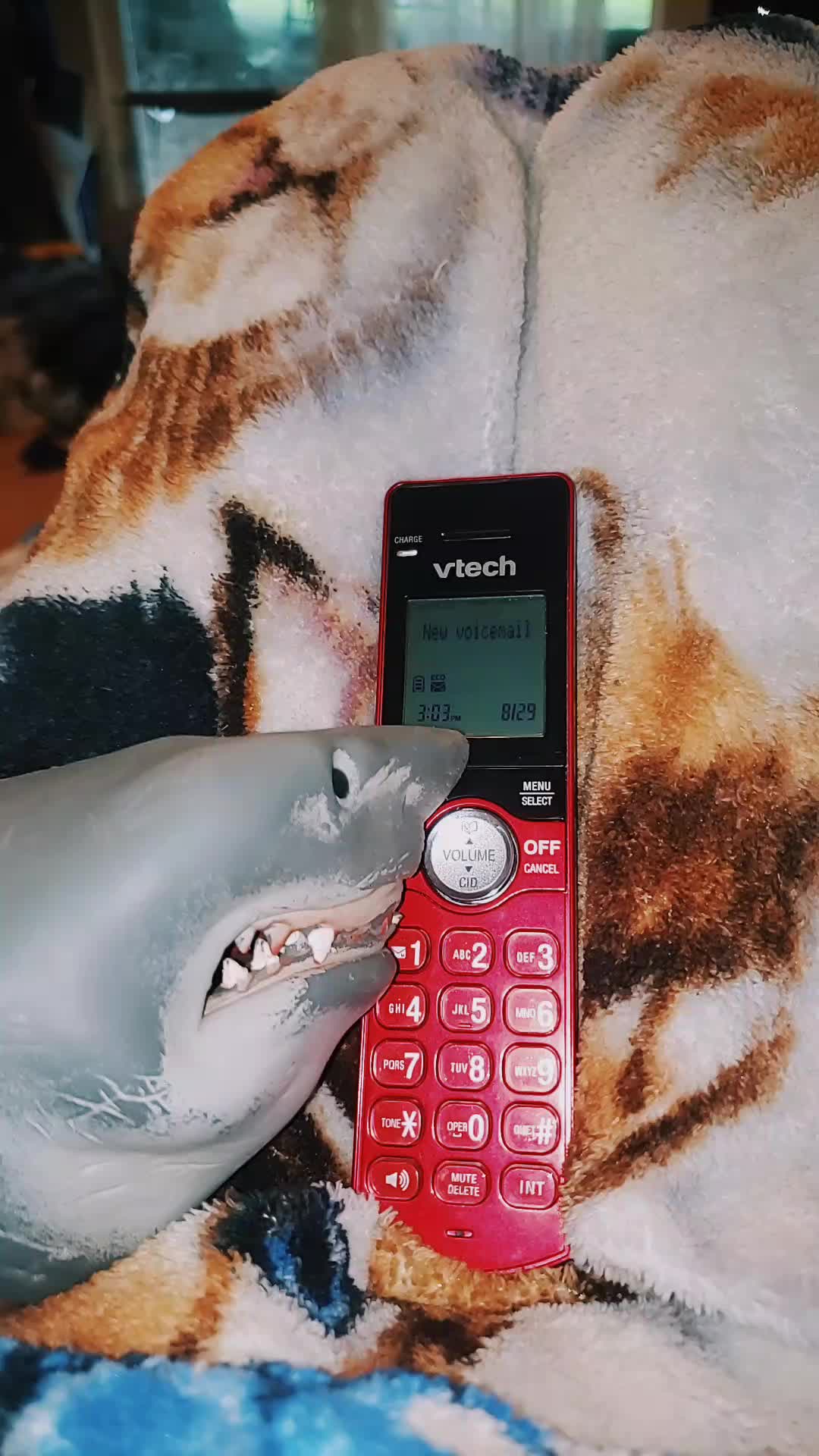 @Sharky 🦈