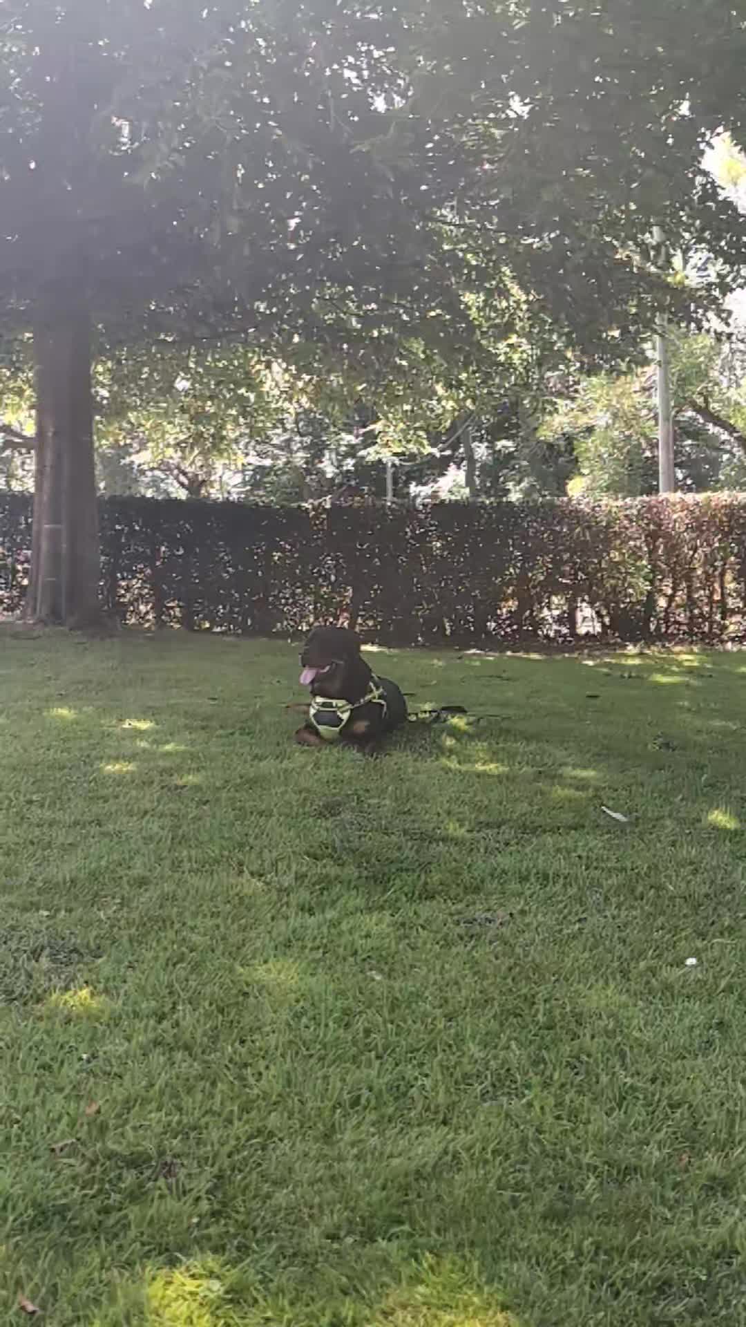 @Rio The Rottie 🐾🐶