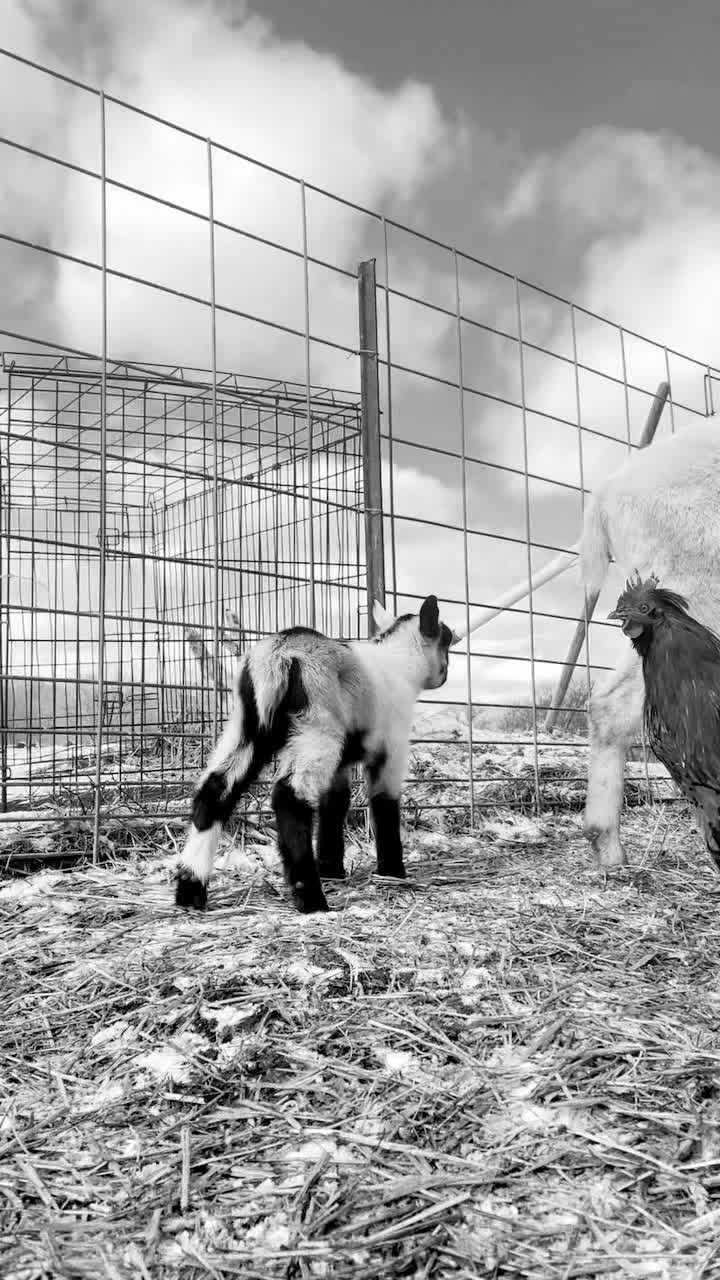 @dailey goat milk