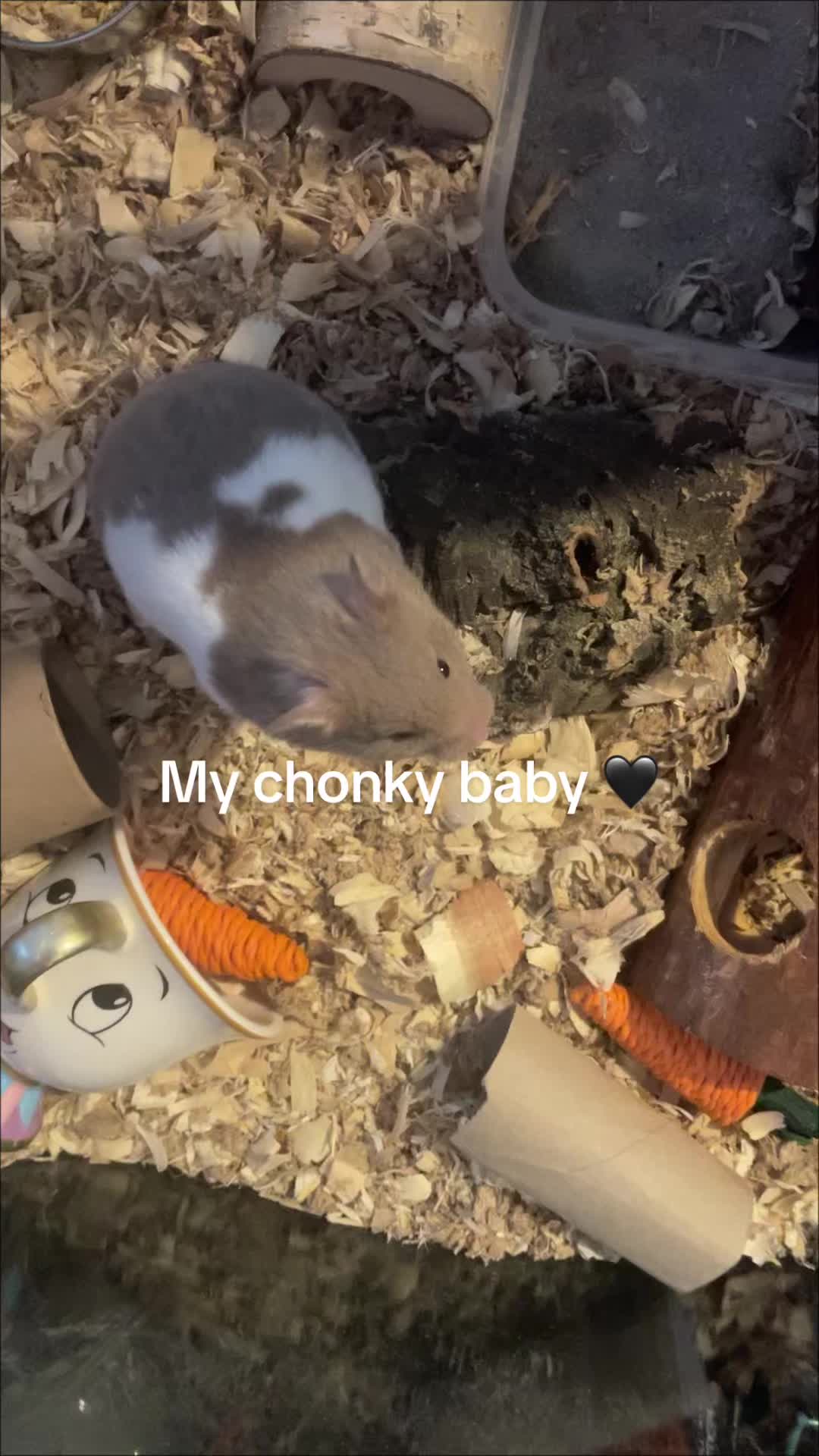 @๐ธ๏ธ Molly ๐ธ๏ธ