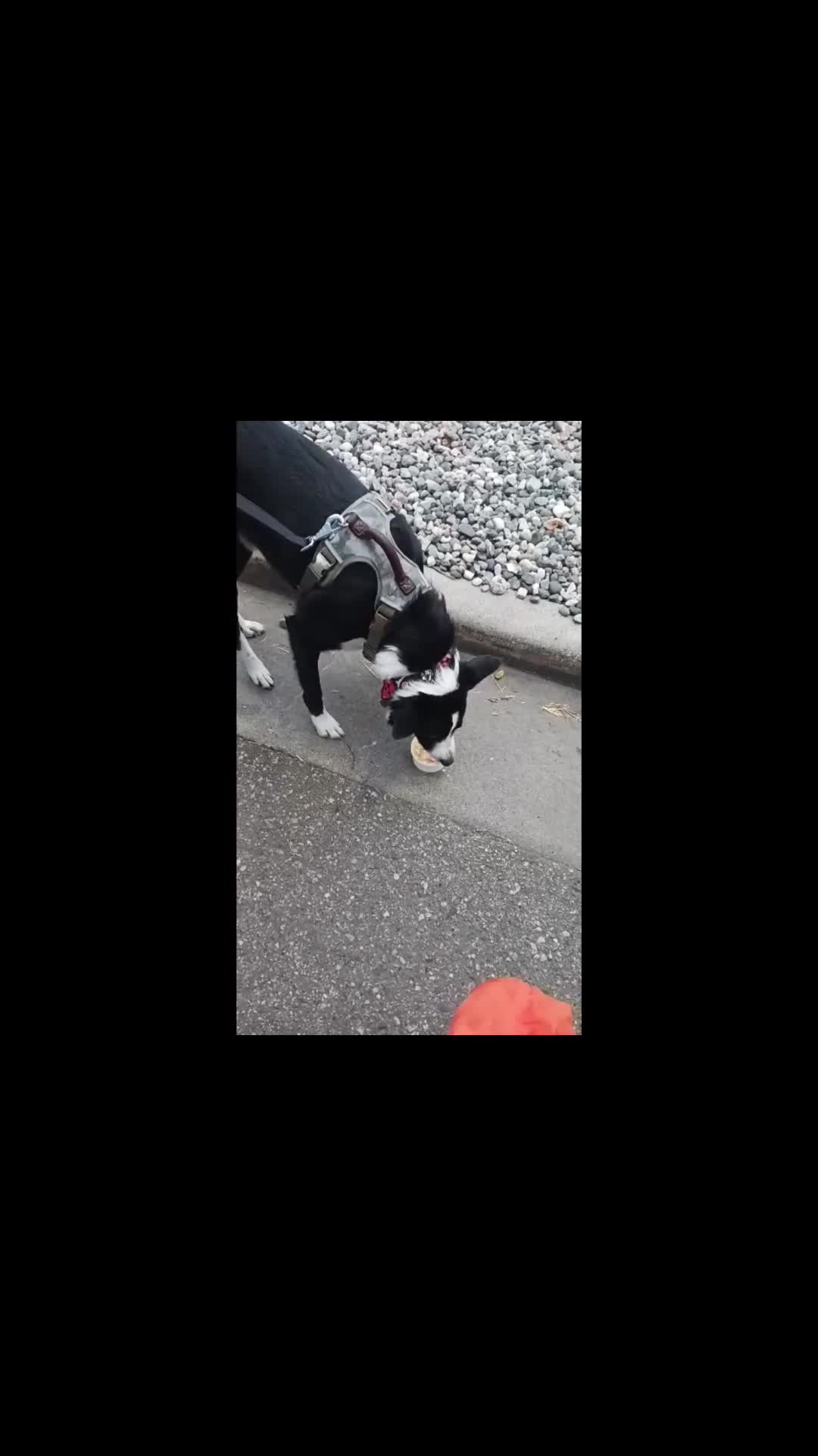 @Lux the Dog at KPPPRadio