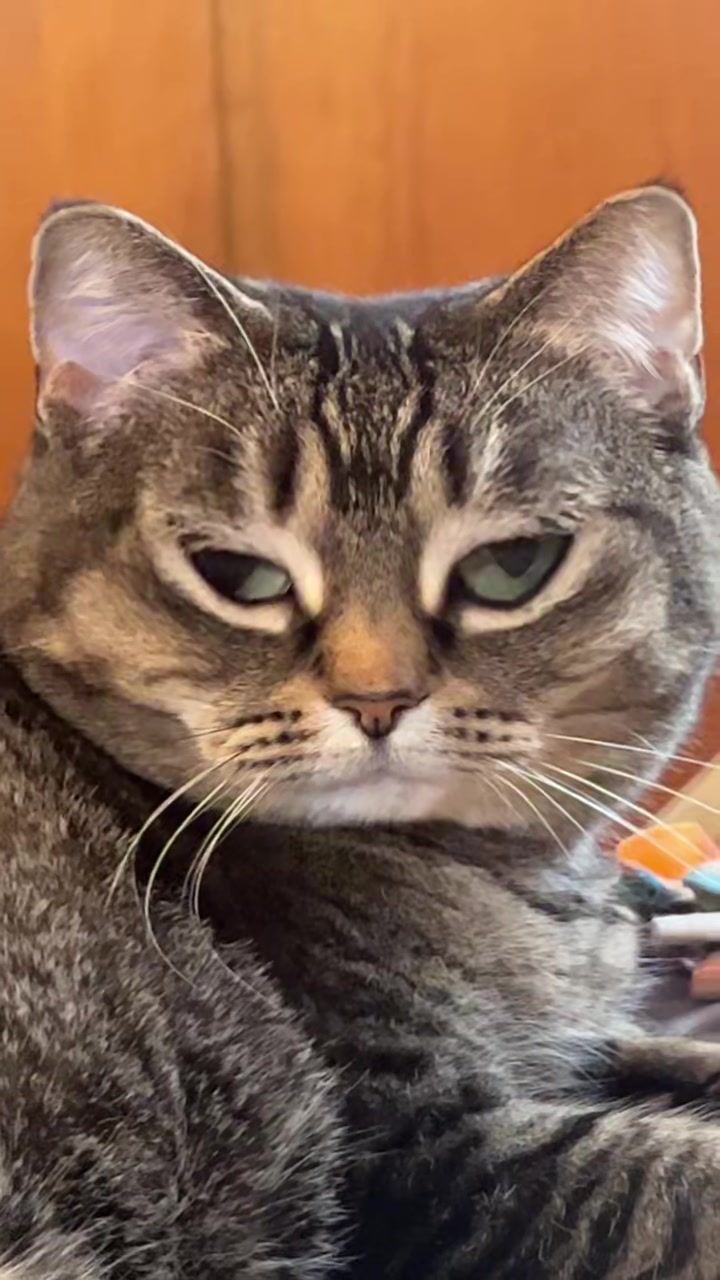 @ohkarajane 🐈