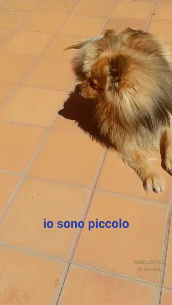 @Pepito