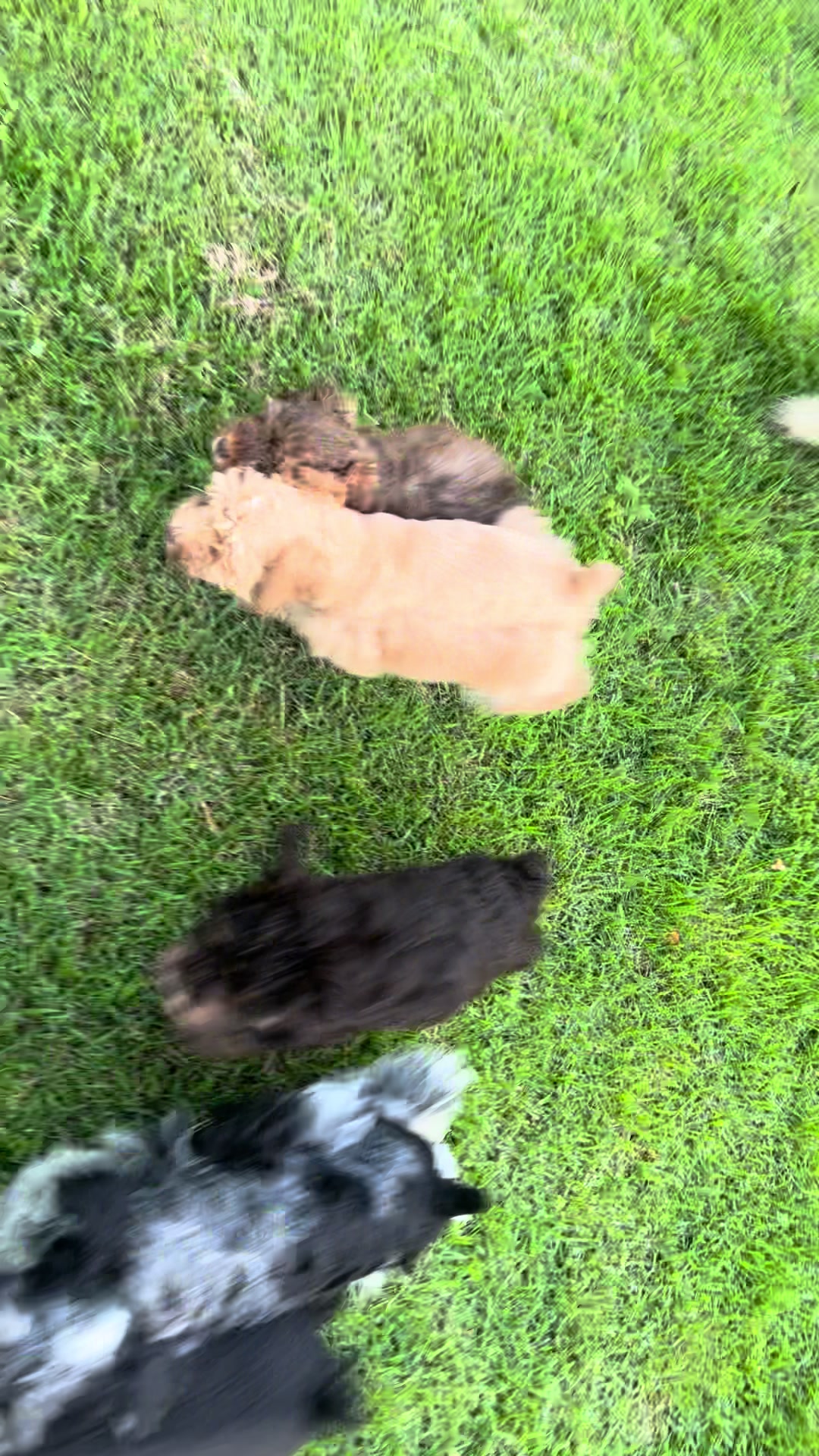 @Black Creek Kennels Schnauzers