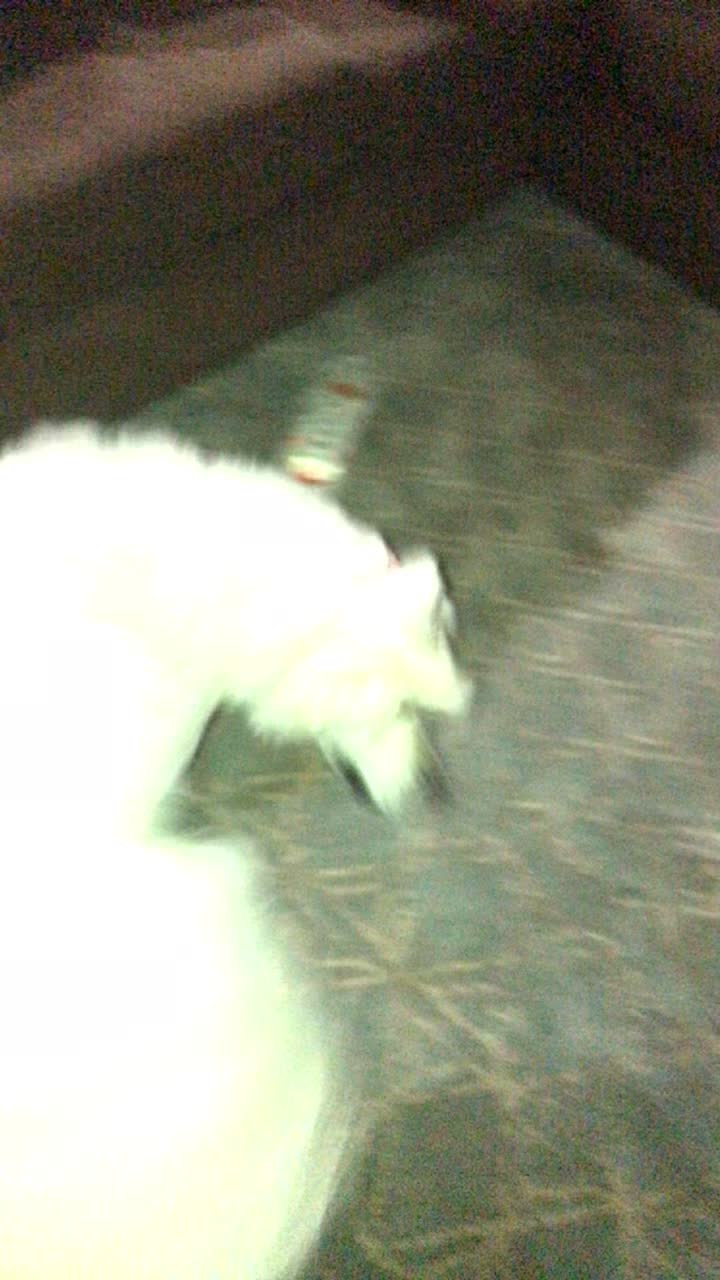@pierredawg
