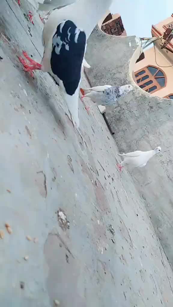 @Rickyranjha