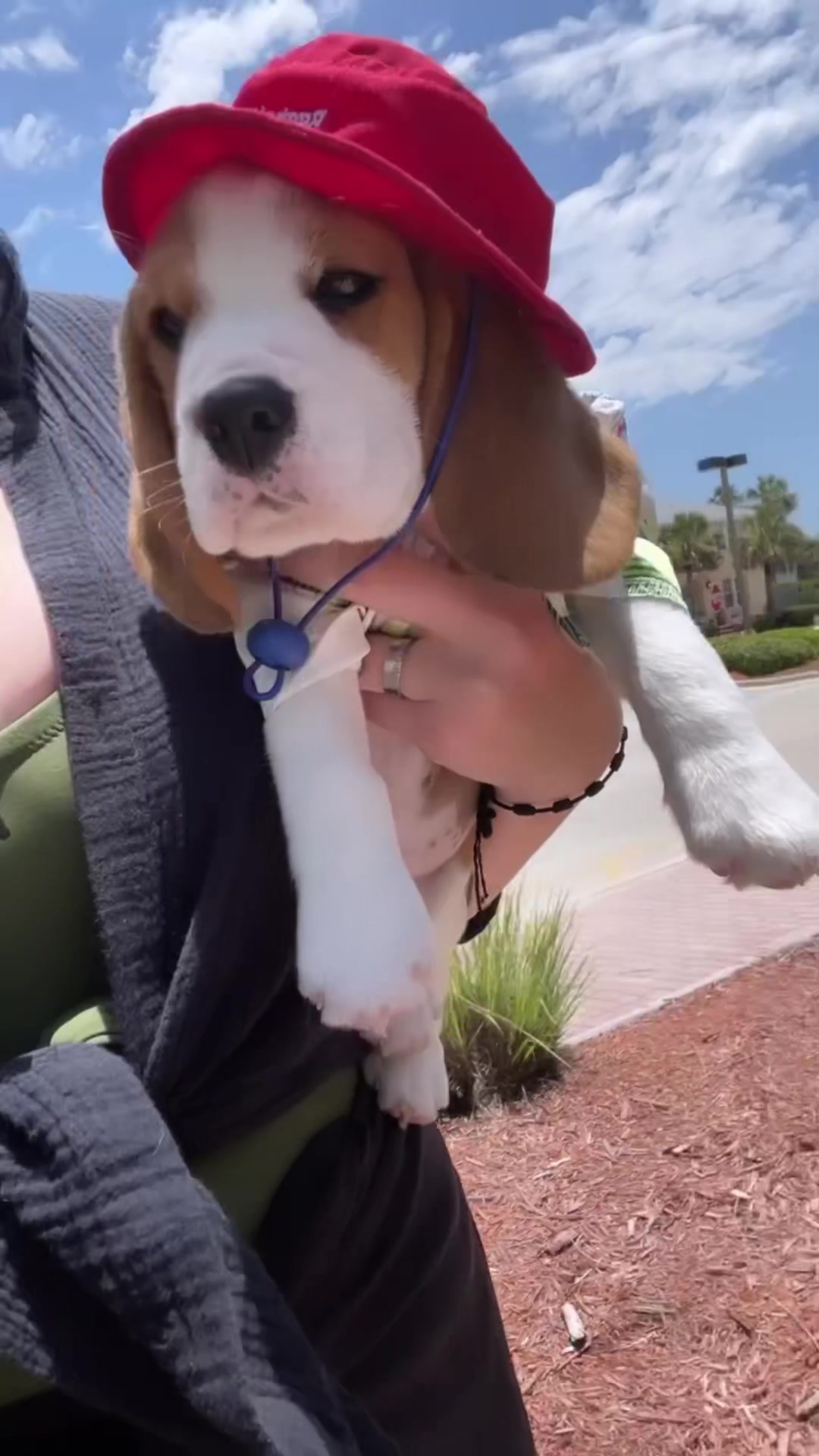 @Bogey the Beagle