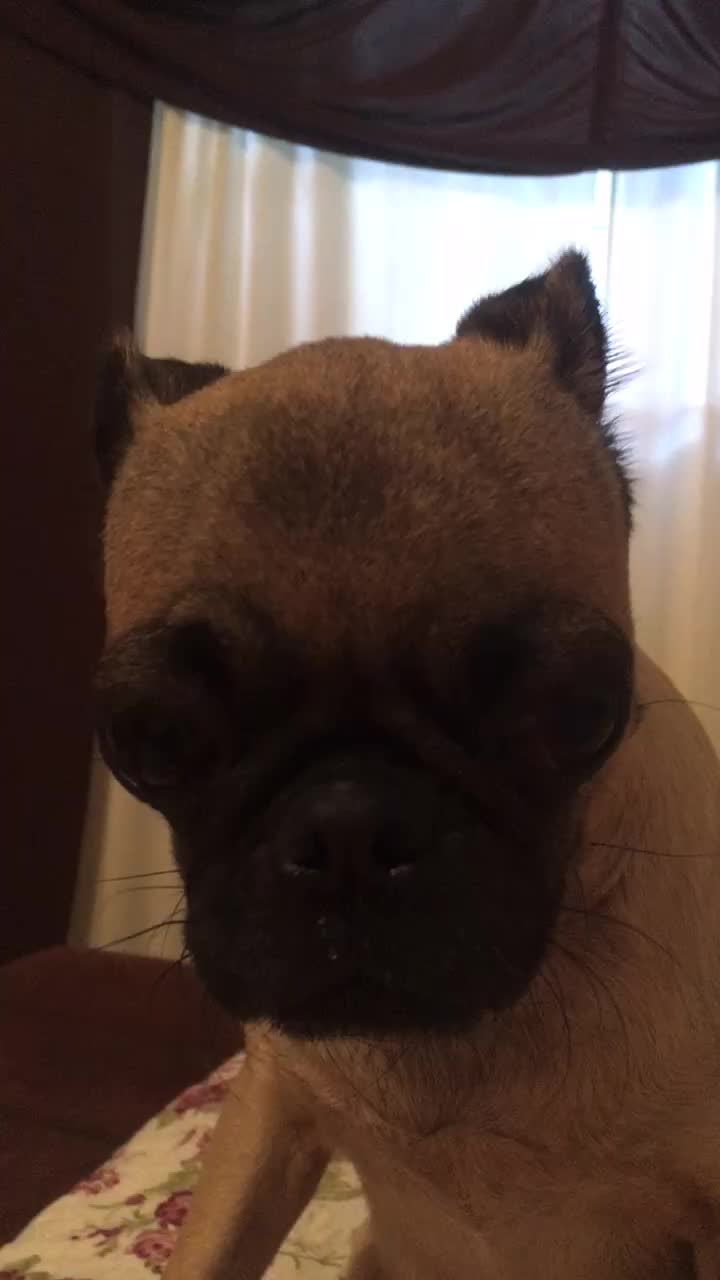 @Pug_kinder