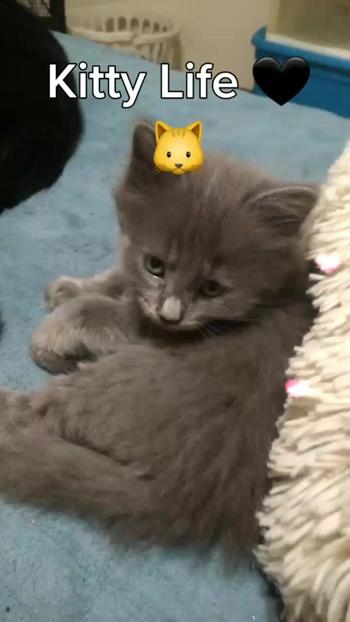 @😻👻☠Becca🕯🔮🙀