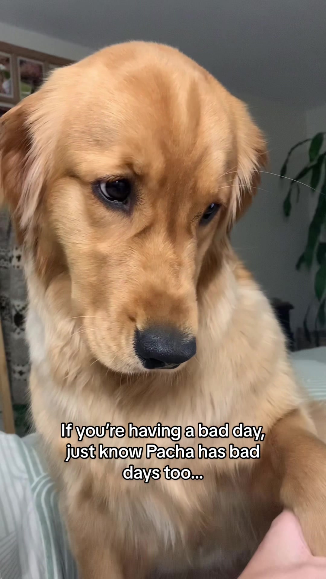 @Pacha and Bucket the Goldens