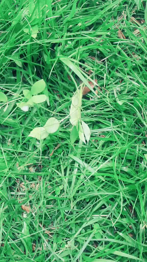 @BiPAD. Kora
