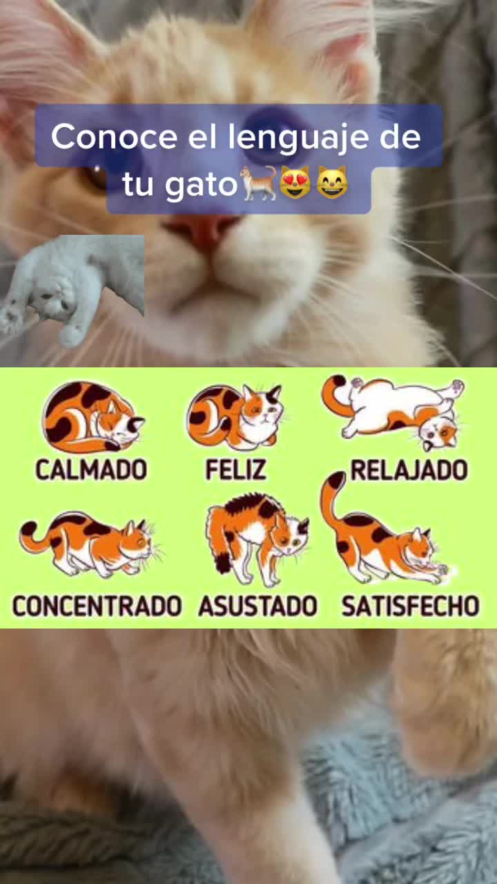 @mascotasfelices