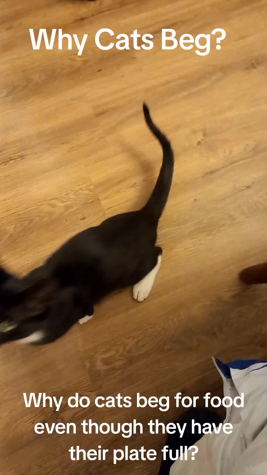 @Random Cat Stuff
